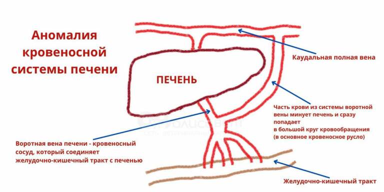 Артериальное давление у собак: как измерить, причины, симптомы низкого и высокого давления, лечение и профилактика