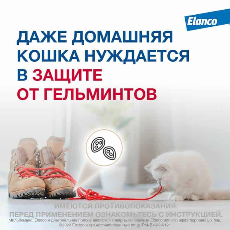 Как дать таблетку от дегельминтизации кошке: основные правила