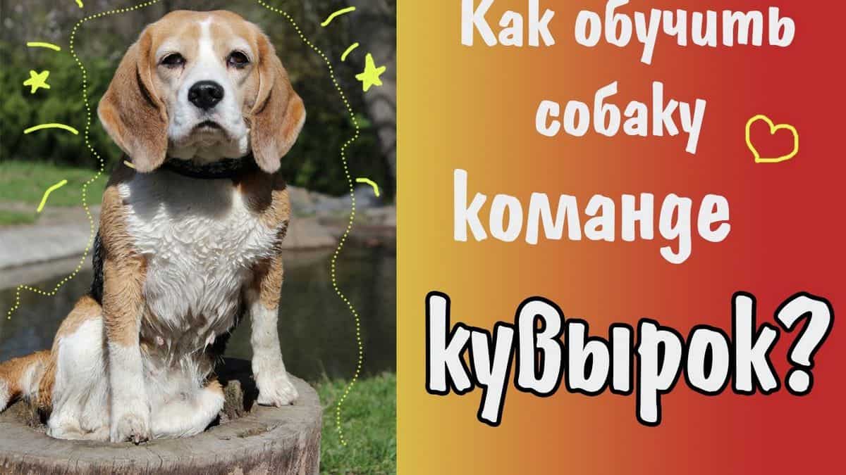 Как научить собаку команде "сидеть!": инструкция член семьи, который