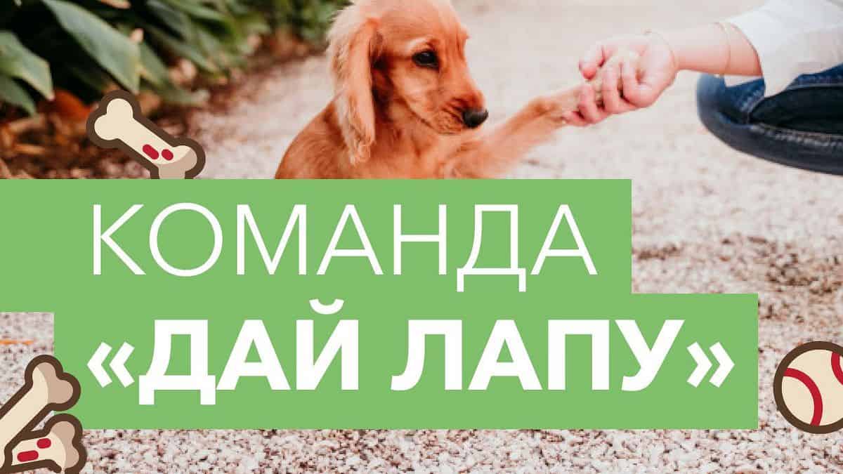 Как научить собаку "лежать!": эффективные методы зависимости от возраста