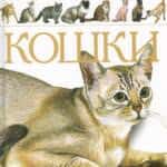 kakaja-koshka-luchshe-vsego-podhodit-dlja-kvartiry_5